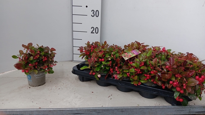 <h4>GAULTH PROCUMBENS</h4>