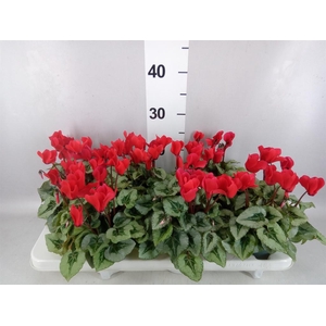Cyclamen MD 'Rembrandt'