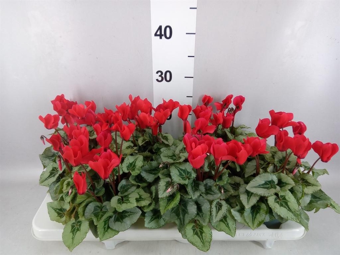 <h4>Cyclamen MD 'Rembrandt'</h4>