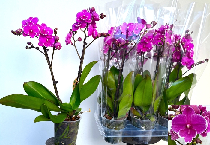 <h4>PHAL OV PAARS</h4>