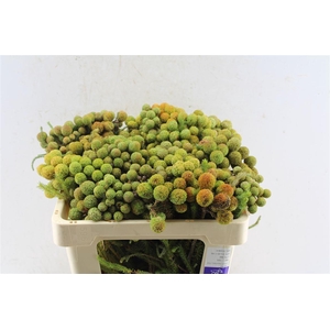 Kaaps Berz Galpinii Baubles