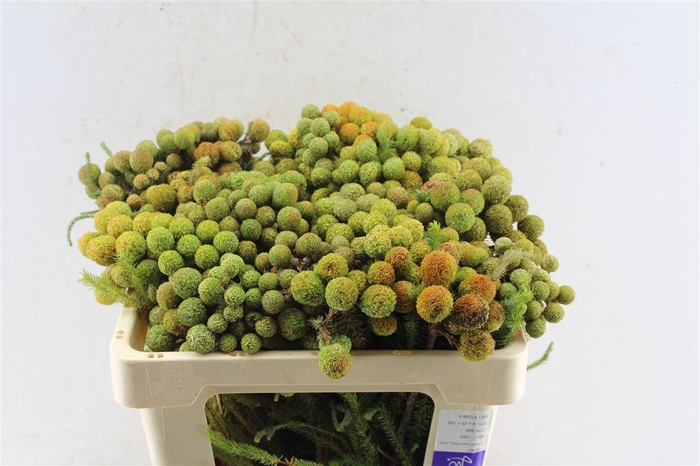 <h4>Kaaps Berz Galpinii Baubles</h4>