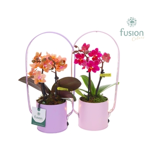 LED planter zink boog met Phalaenopsis