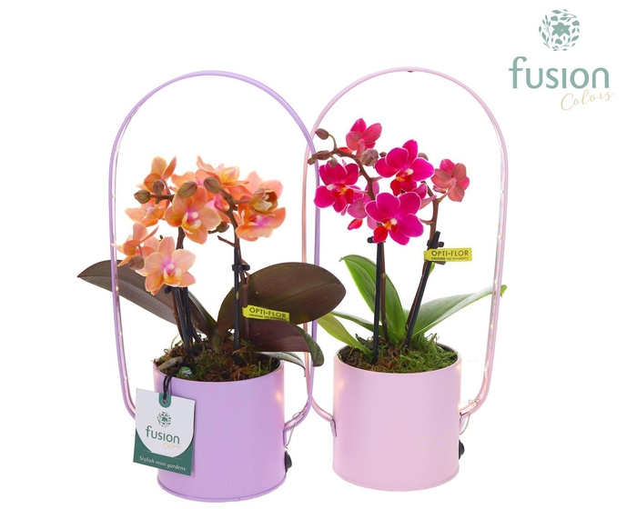 <h4>LED planter zink boog met Phalaenopsis</h4>