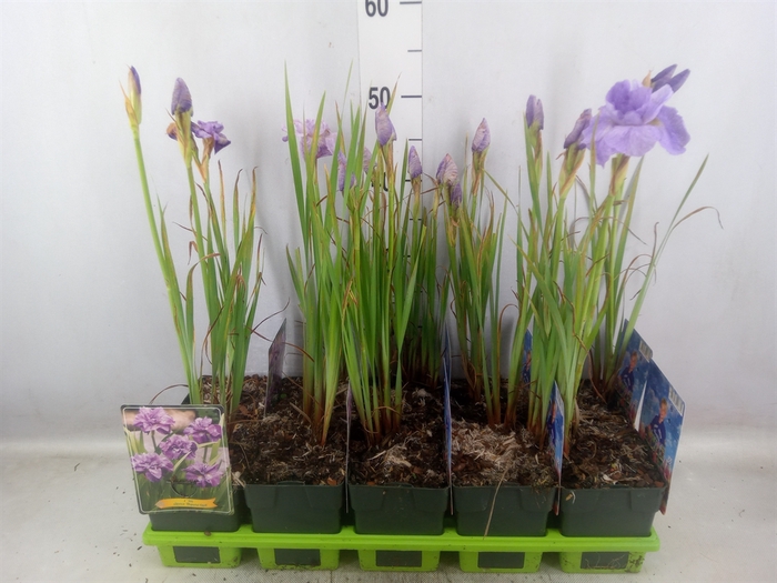 <h4>Iris sibirica</h4>