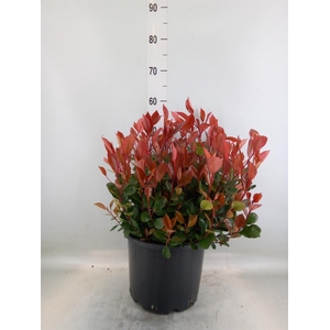 Photinia fraseri 'Little Red Robin'