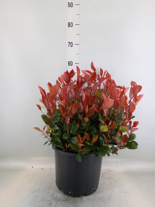 <h4>Photinia fraseri 'Little Red Robin'</h4>
