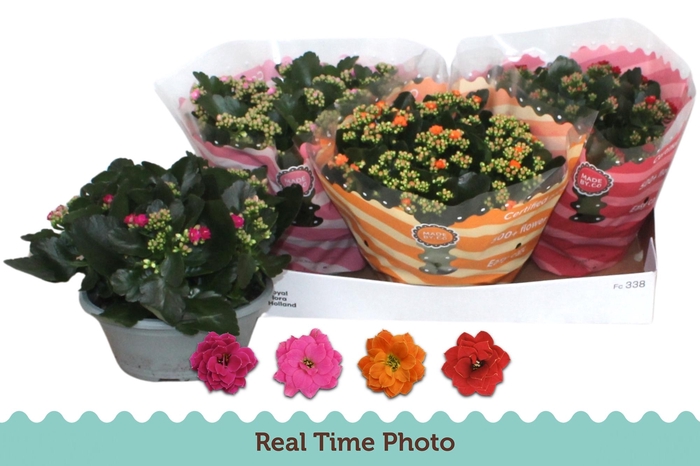 <h4>KAL GE GEM 4 KL</h4>