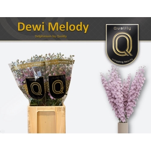 DELPH DU DEW MELODY 70CM X60