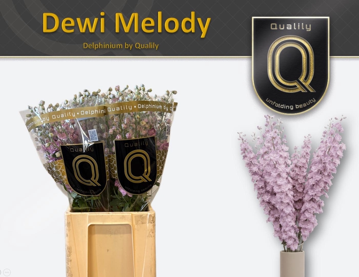<h4>DELPH DU DEW MELODY 70CM X60</h4>