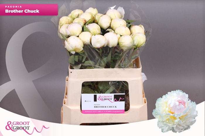 <h4>Paeonia Brother Chuck | Heavy Quality</h4>