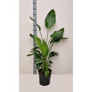 STRELITZIA ALBA