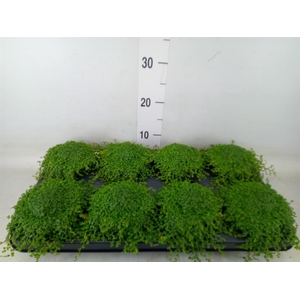 Soleirolia soleirolii   ...green