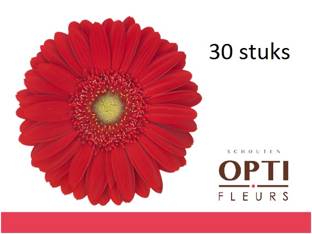 <h4>GE GR CARAMBOLE-Doosx30</h4>