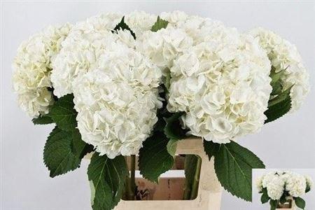 <h4>Hydr M Therese 65cm</h4>