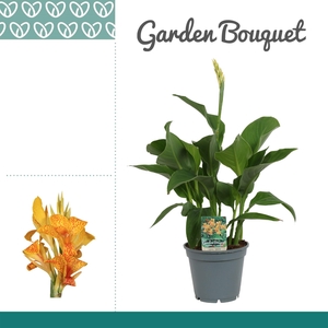 Canna Tenerife