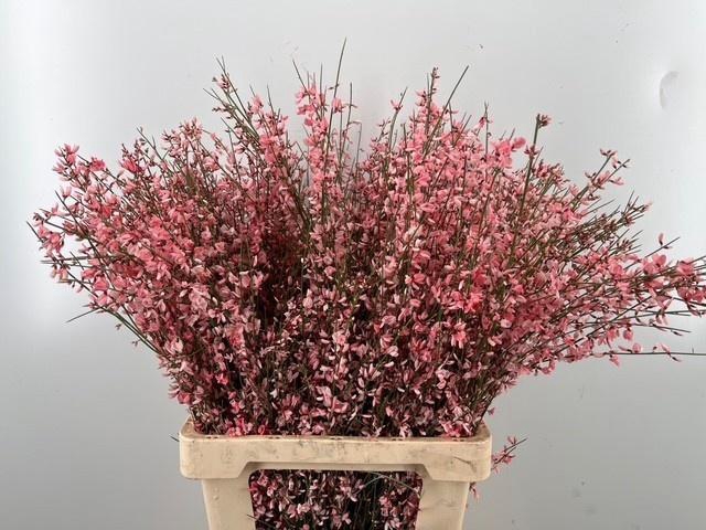 <h4>GENISTA KLB BS H%</h4>