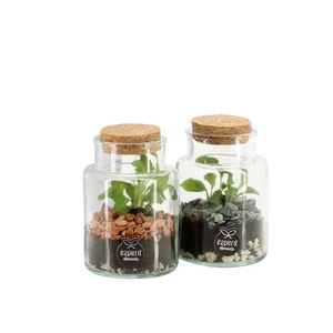 90833: Terrarium arrangement