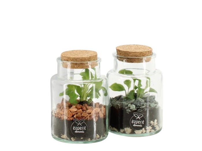 <h4>90833: Terrarium arrangement</h4>