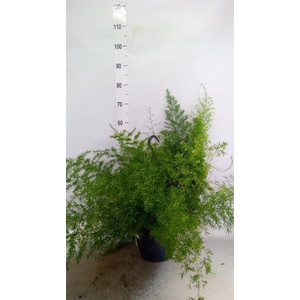 Asparagus dens. 'Sprengeri'