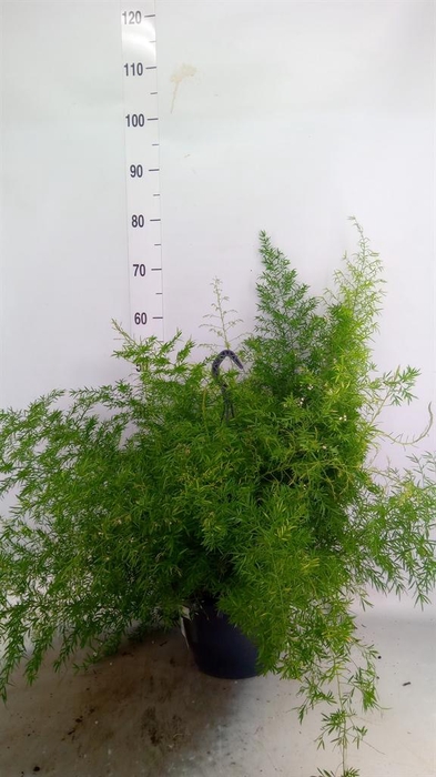 <h4>Asparagus dens. 'Sprengeri'</h4>