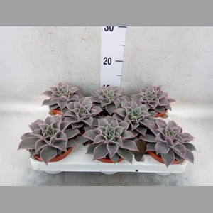 Echeveria   ...