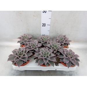 Echeveria   ...