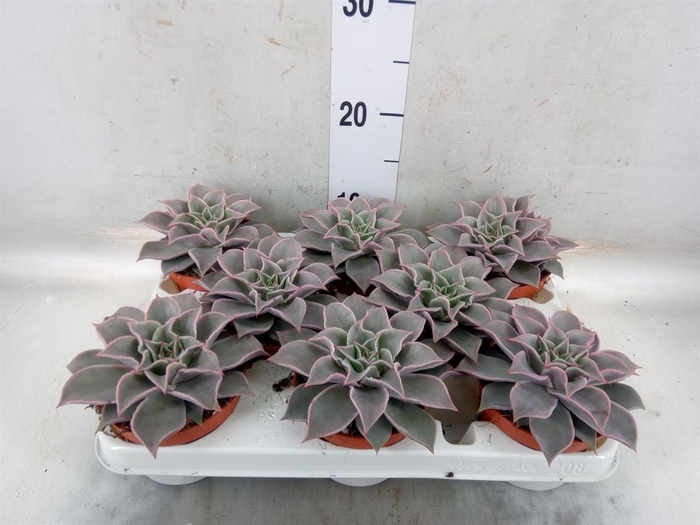 <h4>Echeveria   ...</h4>