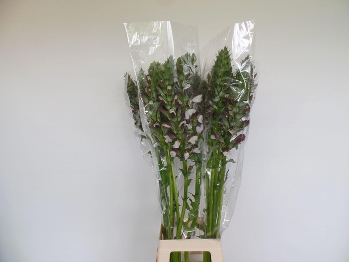 <h4>ACANTHUS HUNGARICUS</h4>