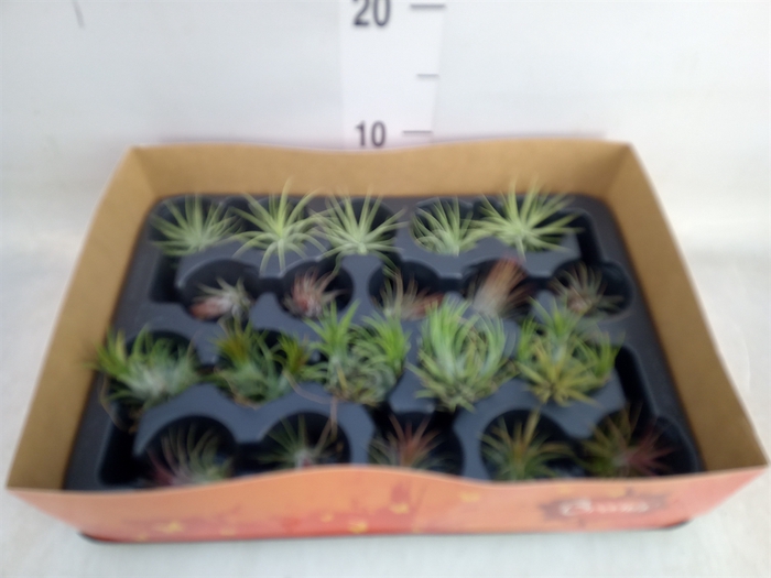 <h4>Tillandsia</h4>