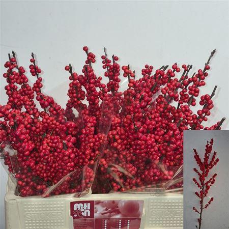 <h4>Ilex Ve Rode Bes Rijns</h4>