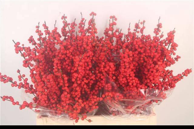 <h4>ILEX VE RODE BES</h4>