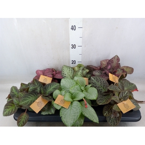Episcia   ...