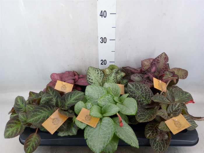 <h4>Episcia   ...</h4>