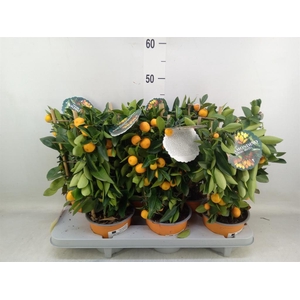 Citrofortunella mic.