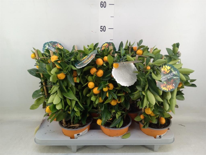 <h4>Citrofortunella mic.</h4>