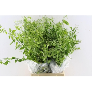 Jasmine White 100 Gram