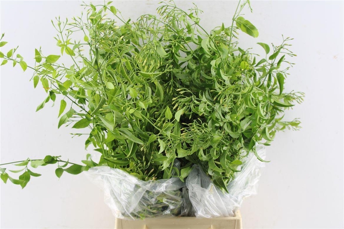 <h4>Jasmine White 100 Gram</h4>