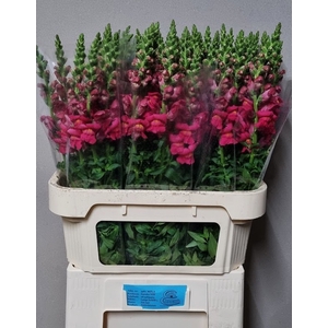 ANTIR MONACO ROSE