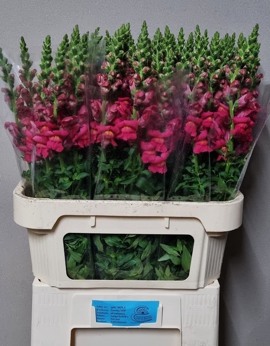 <h4>ANTIR MONACO ROSE</h4>