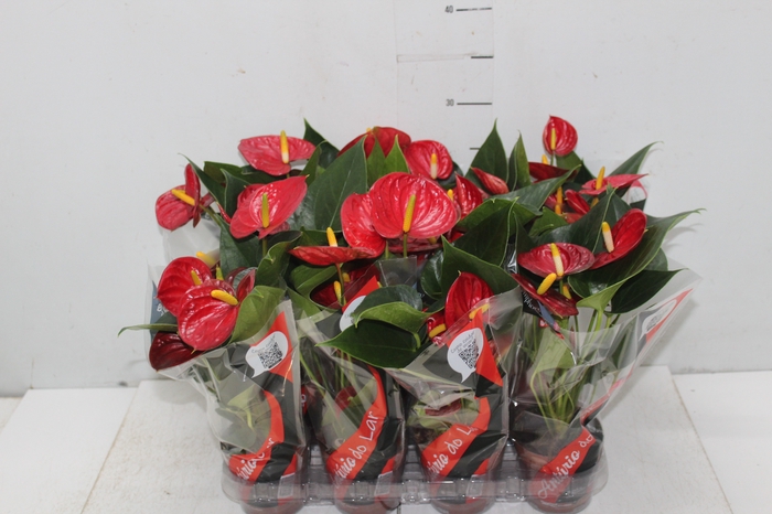 <h4>ANTHURIUM RED SUCCESS P09</h4>