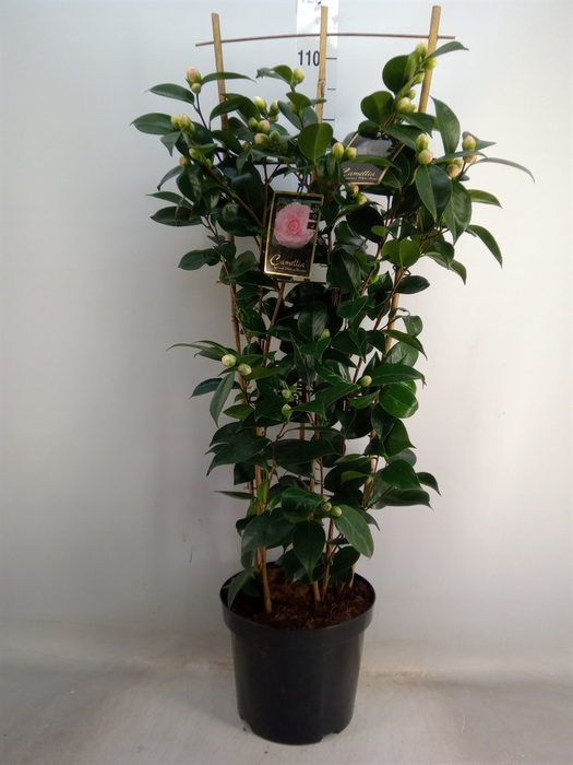 <h4>Camellia   ...mix 2</h4>