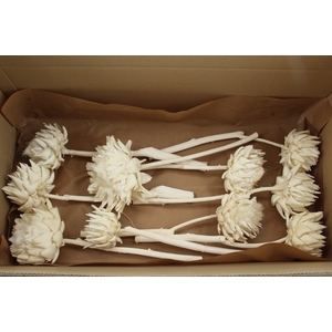 PF CYNARA BLEACHED 8/12 CM