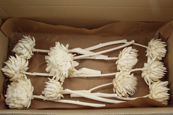 <h4>PF CYNARA BLEACHED 8/12 CM</h4>