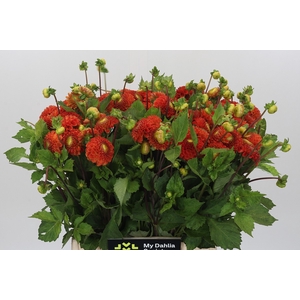 Dahlia Bantlinq