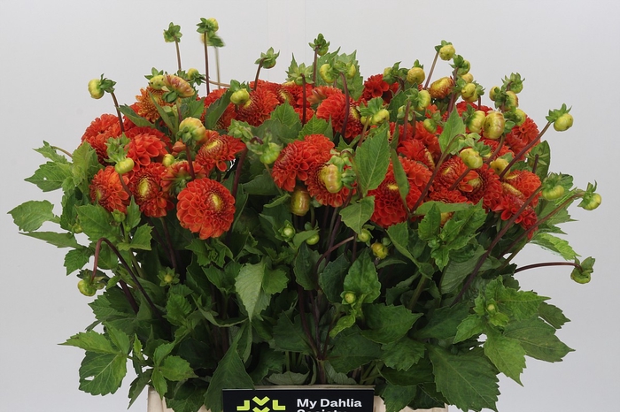 Dahlia Bantlinq