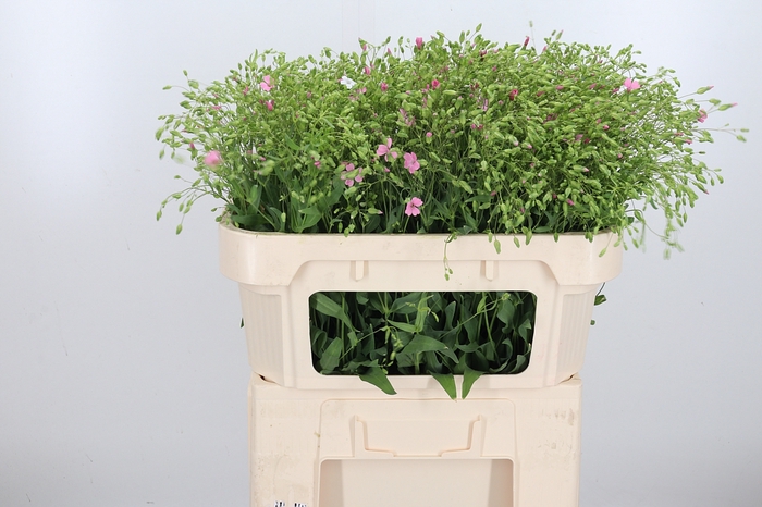 <h4>Saponaria Roze</h4>