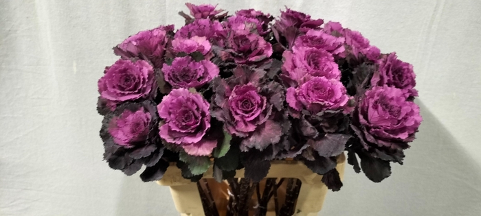 <h4>BRASS ELEGANCE</h4>