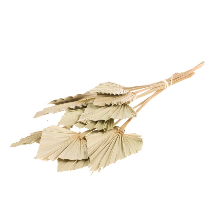 <h4>Palmspear 10pc Natural</h4>