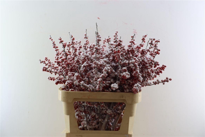 <h4>Ilex Kbh Snow Stem</h4>